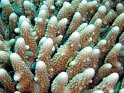030502_Zabargad - Demoiselles bleues - Dsc01449~